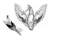 物種:Spaniocentra hollowayi 攝影:吳士緯